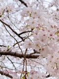 春成 桜桃