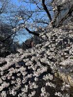 京都桜?
