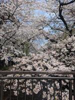 満開桜！！??
