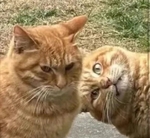 よろしくですっ