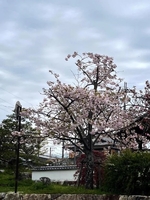 4月乗車予定🍀