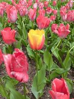 一日一善はなかなか...