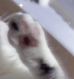 肉球の日みたいです🐾