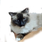 ありがとうと愛猫🐱