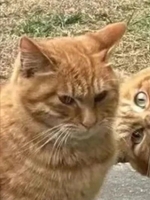 めい（ポッキリ学園 ～モテモテハーレムごっこ～）の写メ日記「よろしくですっ」 画像