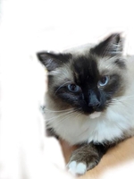 レミ【イチャイチャ大好き♡】(CLUB(クラブ)バニー)の写メ日記「ありがとうと愛猫🐱」 画像